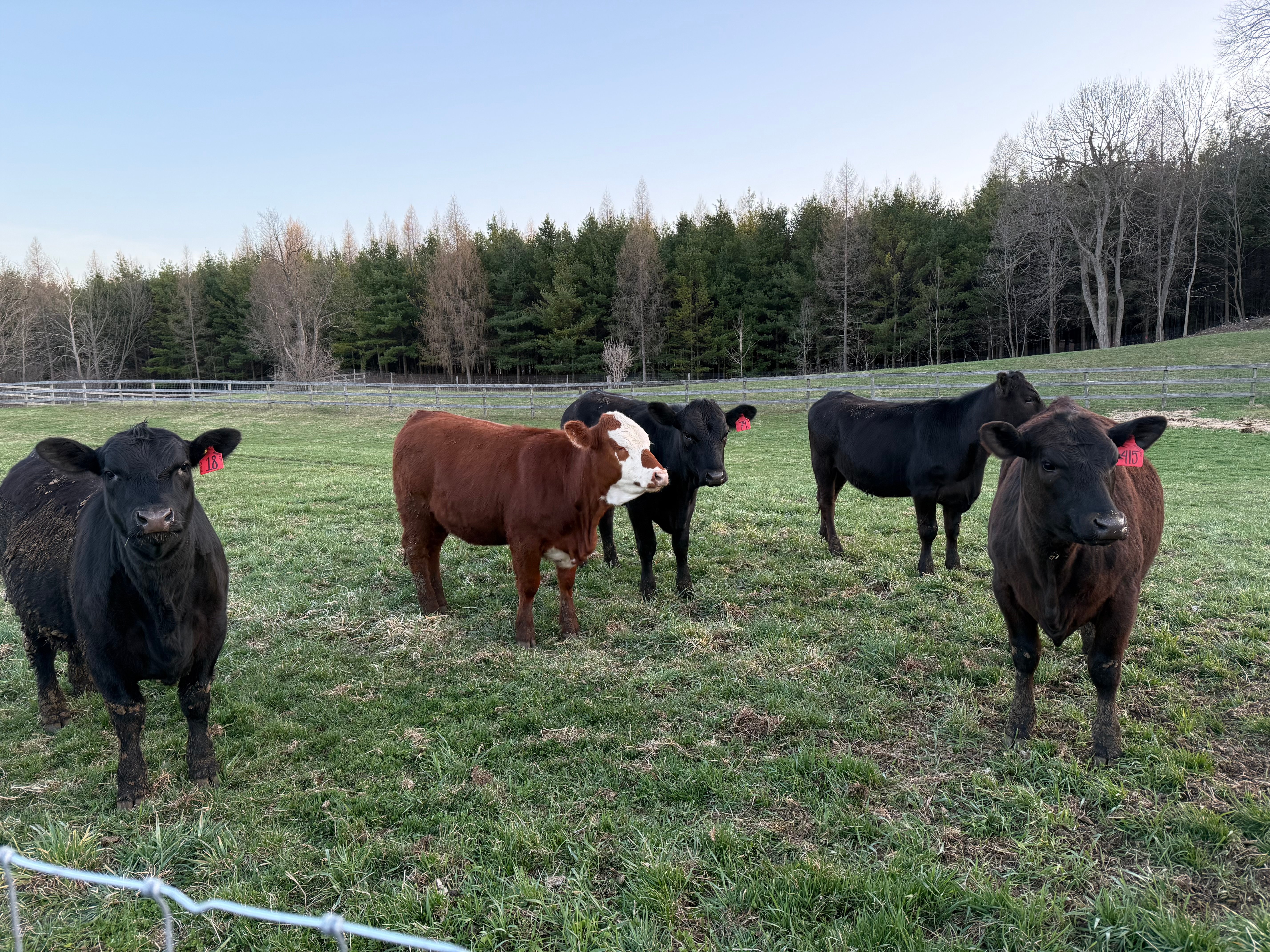 Group of black and brown cattle standing in a grassy pasture.