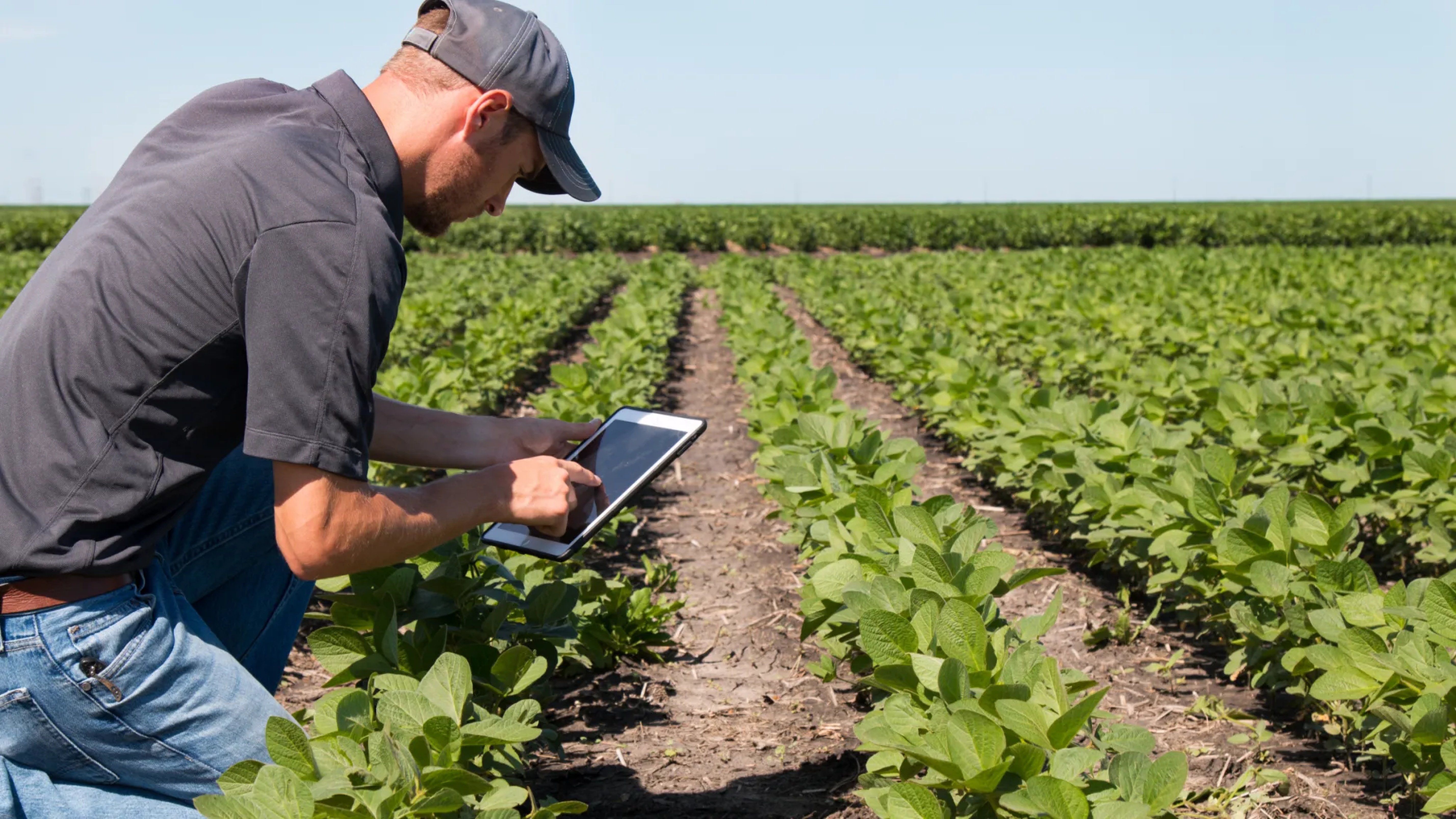 Farmer kneeling in a green crop field using a tablet to monitor farm data.